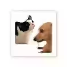 3D стикер Кіт і собака меми