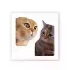 3D стикер Коти меми