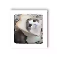 3D стікер для ґаджетів Мем смішний кіт