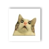 3D стікер для ґаджетів Мем здивований котик
