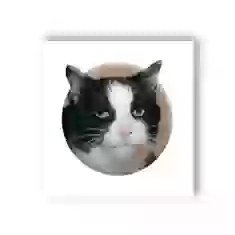 3D стікер для ґаджетів Мем емоційний кіт
